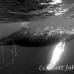 whale_humpback_h_00245_dom3646bw.jpg